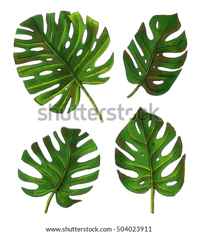 Sketch Illustrations Tropical Monstera Hand Drawing Arkistokuvitus
