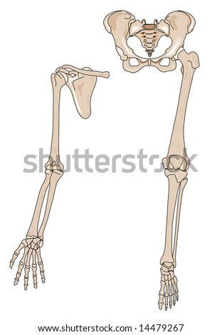 Human Arm Leg Bones Stock Illustration 14479267 - Shutterstock