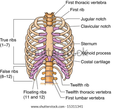 Human Rib Bones Labeled Stock Illustration 15311341 - Shutterstock