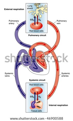 Pulmonary Circulation Stock Images, Royalty-Free Images & Vectors ...