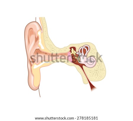 Cochlea Stock Photos, Royalty-Free Images & Vectors - Shutterstock