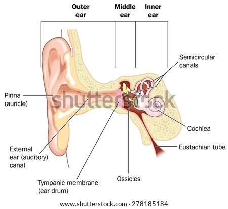 external ear anatomy