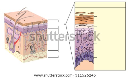 Cross Section Human Skin Without Labels Stock Illustration 14728678 ...