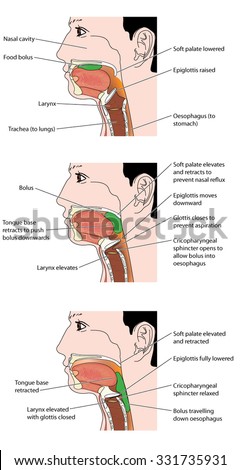 Epiglottis Stock Images, Royalty-Free Images & Vectors | Shutterstock