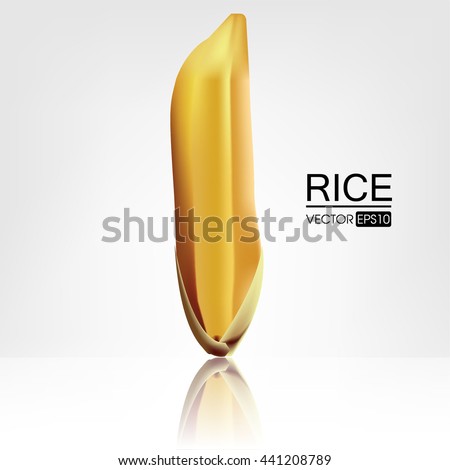 Rice. Leaves and spikelets of rice on a white background. Vector illustration. Eps 10.