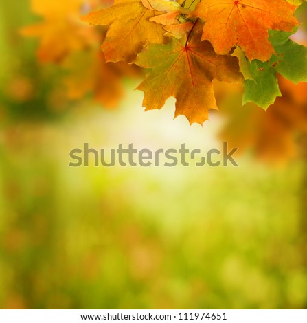 autumn background