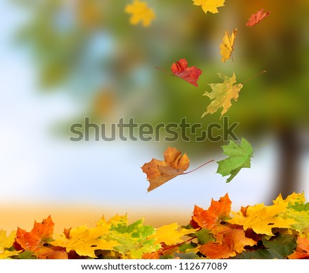 autumn leaves