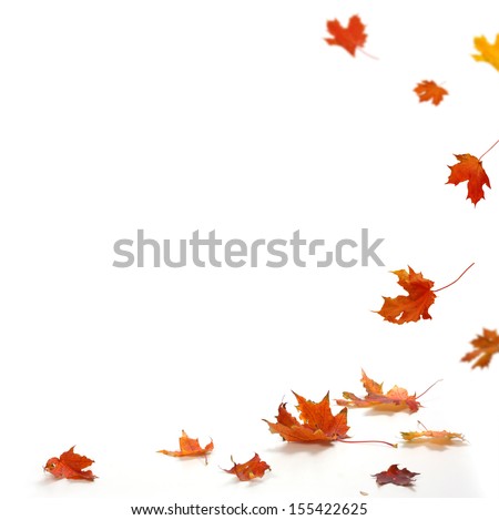 Isolated autumn leaves