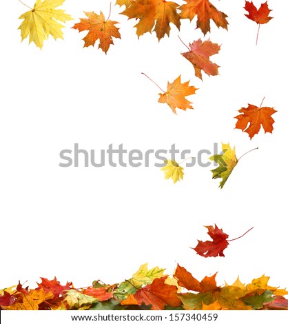Isolated Autumn Leaves