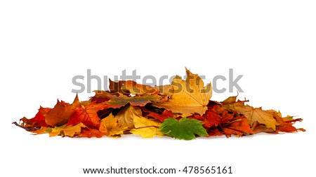 Pile of autumn colored leaves isolated on white background.A heap of different maple dry leaf .Red and colorful foliage colors in the fall season