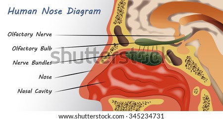Nose Anatomy Stock Images, Royalty-Free Images & Vectors | Shutterstock