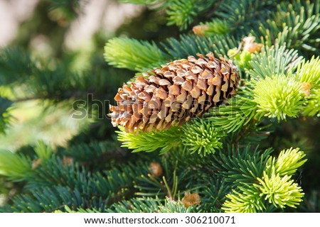 Norway Spruce Stock Photos, Royalty-Free Images & Vectors - Shutterstock