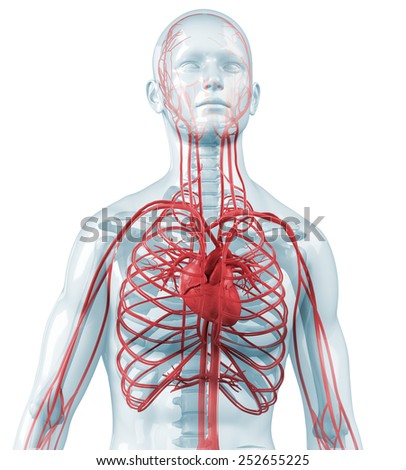 Cardiovascular Stock Photos, Royalty-Free Images & Vectors - Shutterstock