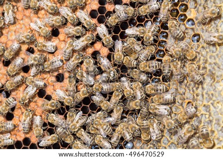 Worker Bees Sharing Food Called Trophallaxis Stock Photo 300806084 ...