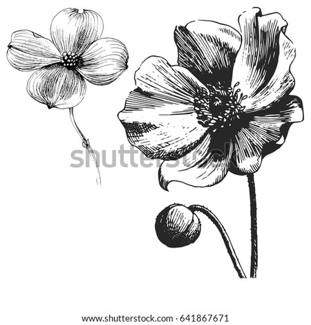 poppy flower drawing vector illustration line stock vector poppy flower drawing vector illustration line stock vector