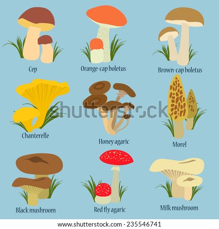 Inedible Mushrooms Vector Set Icons Isolated Stock Vector 409552306 ...