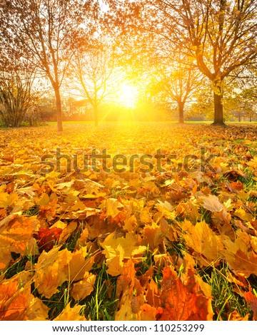 Colorful foliage in the autumn park