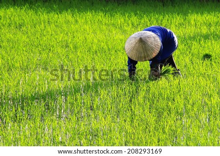 Dien Bien Phu, Vietnam July 10, 2014: A farmer working on Muong Thanh field.