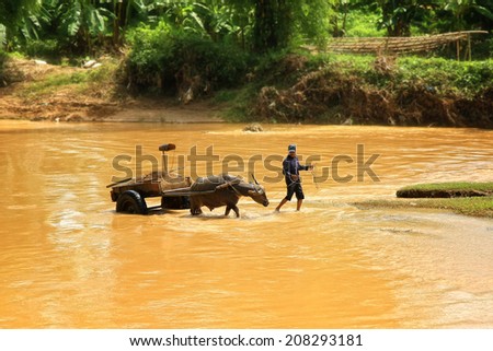 Dien Bien Phu, Vietnam July 31, 2014: Traffic on the river with a towing capacity of buffalo.