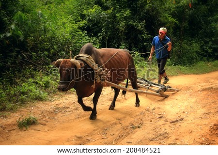 Dien Bien Phu, Dien Bien, Vietnam August 1, 2014: A farmer uses a cow as a means of transporting agricultural products.
