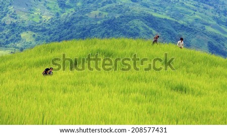 Dien Bien Phu, Dien Bien, Vietnam August 1, 2014: Hmong upland rice fields on the outskirts of the city of Dien Bien Phu, Dien Bien