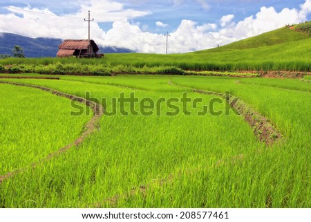 Dien Bien Phu, Dien Bien, Vietnam August 1, 2014: Hmong upland rice fields on the outskirts of the city of Dien Bien Phu, Dien Bien