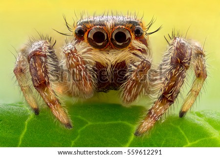 100 big spider stock images royalty tegenaria 100 big spider stock images royalty tegenaria