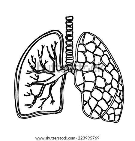 Lungs Doodle Drawing Medical Background Excellent Stock Vector ...