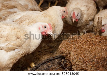 Sheep Within Mob Turn Check Out Stock Photo 104360954 - Shutterstock