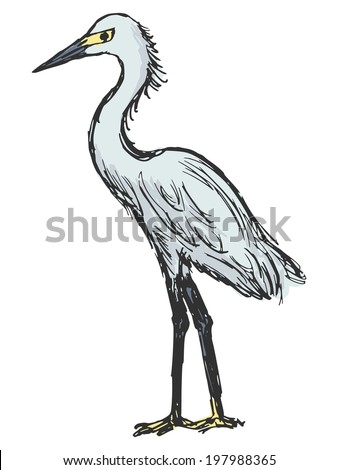 Hand Drawn Brolga Australian Crane Illustration Stock Illustration ...