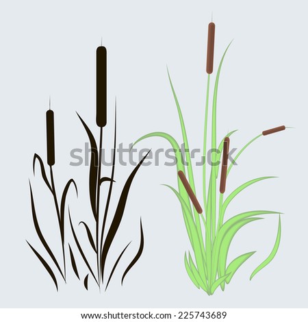 Bulrushes Stock Photos, Images, & Pictures | Shutterstock