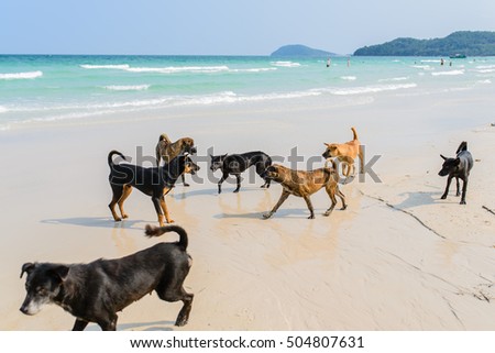 dogs are attacking each other on the beach. Phu Quoc Ridgeback, a breed of dog from Phu Quoc Island in Vietnam's southern Kien Giang Province