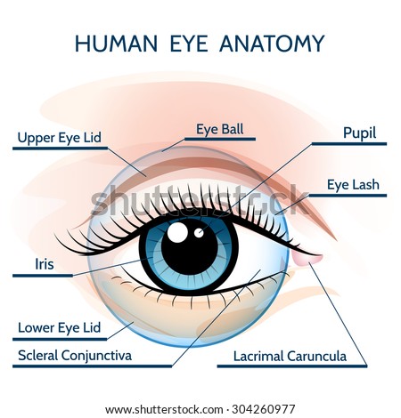 Human Eye Anatomy Illustration Only Free Stock Vector 304260977 ...