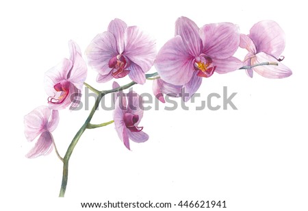 Watercolor orchid. Hand drawn branch with pink flowers isolated on white background. Realistic botanical illustration. Floral art