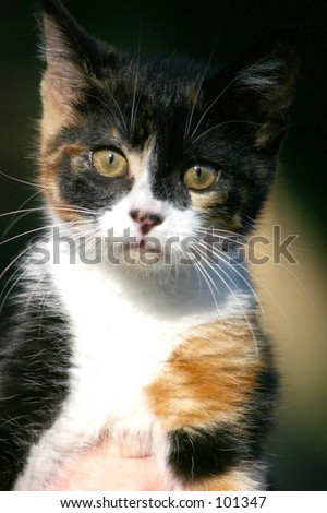 Cute Little Kitten Wings Stock Photo 14125273 - Shutterstock
