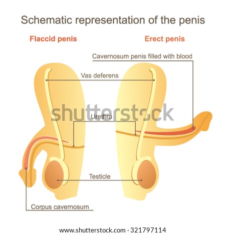 Diagram Of Erect Penis 97