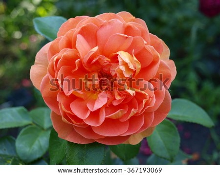 elegant peach-colored rose saturated
