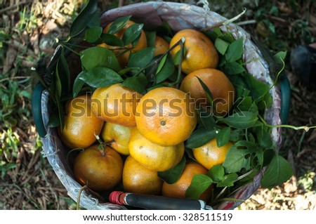 Lai Vung tangerine or Citrus reticulata blanco, Dong Thap province, Vietnam. Lai Vung is famous for growing tangerine or citrus and it is well known for tourist before Tet Holiday