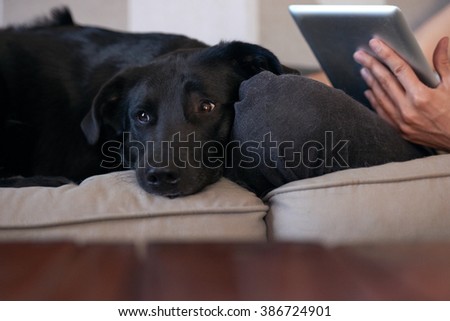 Hipster Man Snuggling Hugging His Dog Stock Photo 386724640 ... - black labrador dog hangs out on the couch with his human owner while he  reads on
