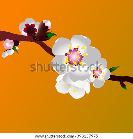 Apricot blossom Vector Illustration