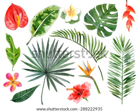 Tropical Stock Images, Royalty-Free Images & Vectors | Shutterstock