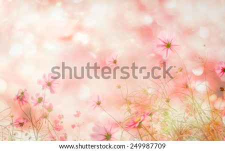 Abatract. Sweet color cosmos flowers in bokeh texture soft blur for background with pastel vintage retro style.