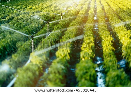 Irrigation system in function watering agricultural plants