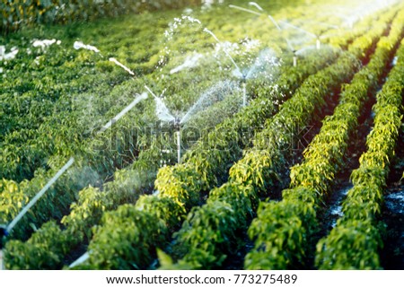 Irrigation system in function