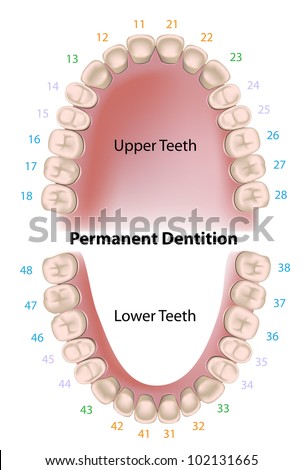 Human Teeth Stock Images, Royalty-Free Images & Vectors | Shutterstock