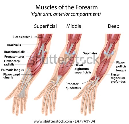 Forearm Flexor Muscles Labeled Stock Illustration 147943934 - Shutterstock