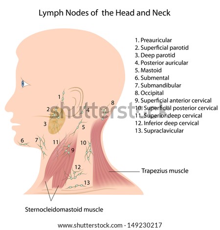 Lymph Nodes Head Neck Stock Illustration 149230217 - Shutterstock