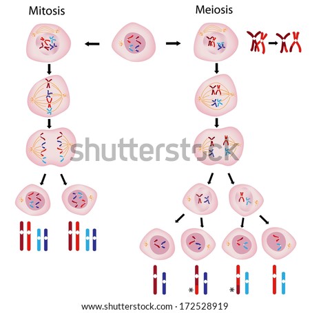 Mitosis Stock Photos, Royalty-Free Images & Vectors - Shutterstock