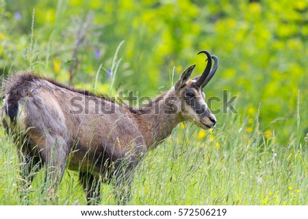 portrait of chamois browsing in grassland (Rupicapra rupicapra)