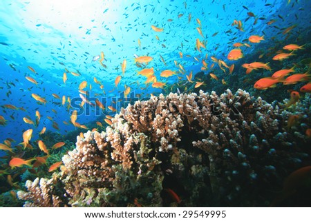 Beautiful Coral Reef Colorful Fish Stock Photo 33708172 - Shutterstock